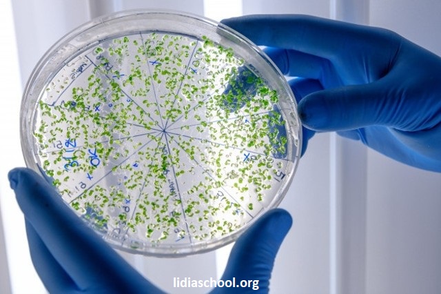 Apa Itu Mikrobiologi? Apa yang di Pelajarinya? Berikut inilah Penjelasannya